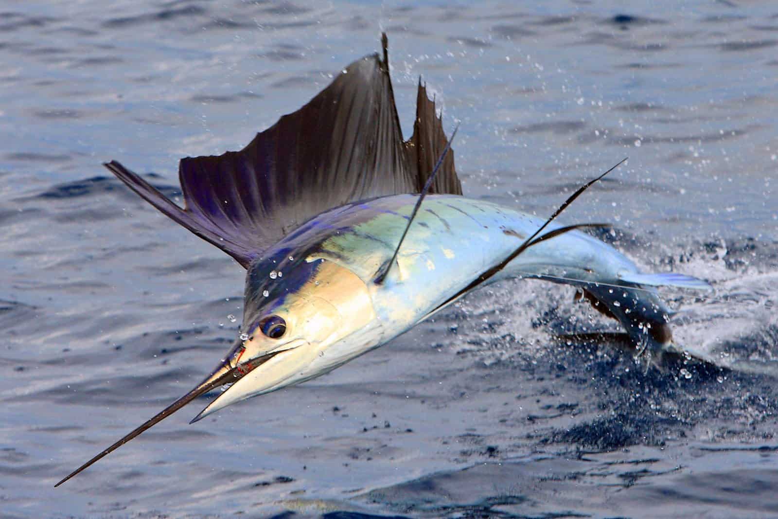 Aruba Fishing Billfish