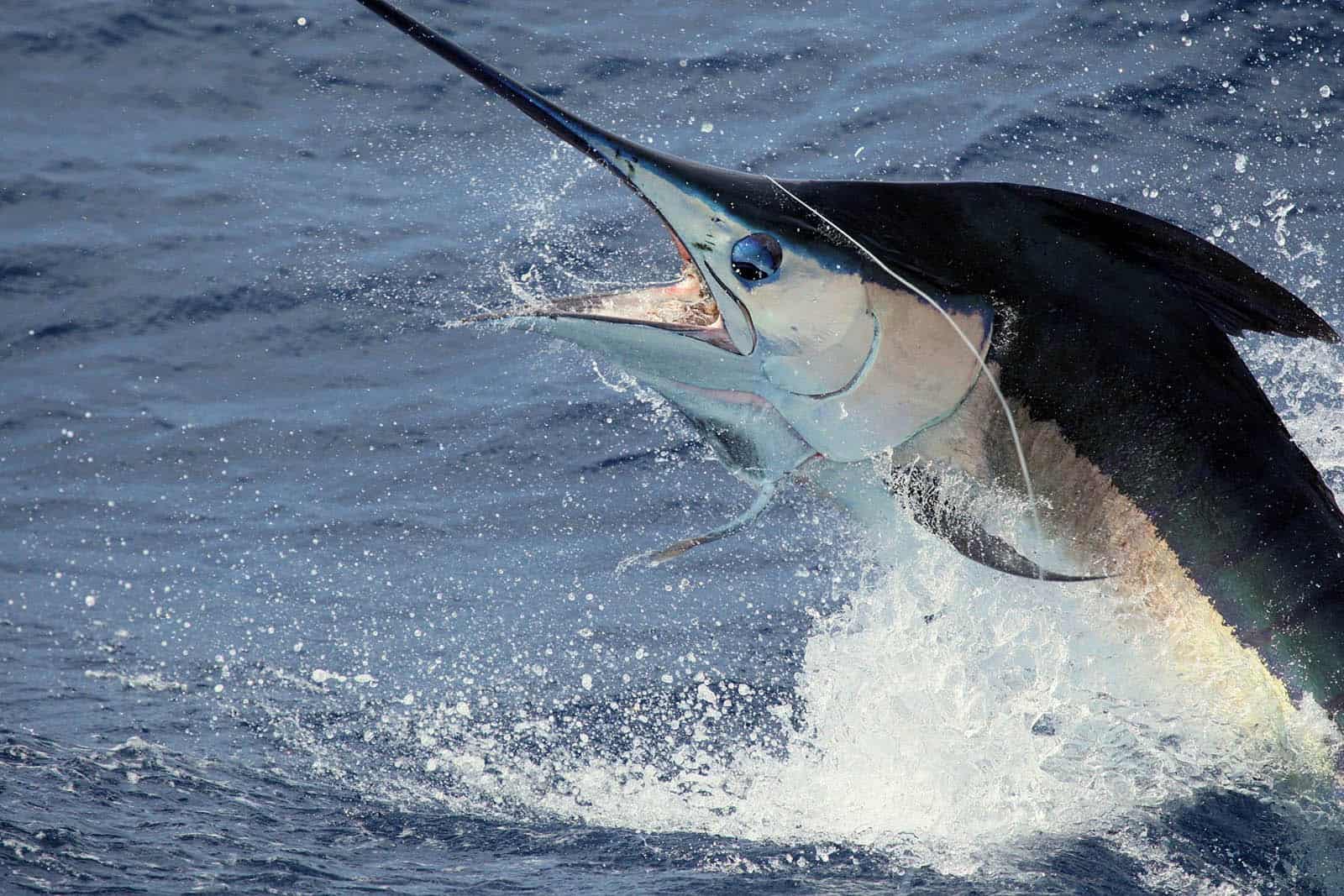 Aruba Fishing Blue Marlin